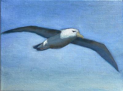 Albatross